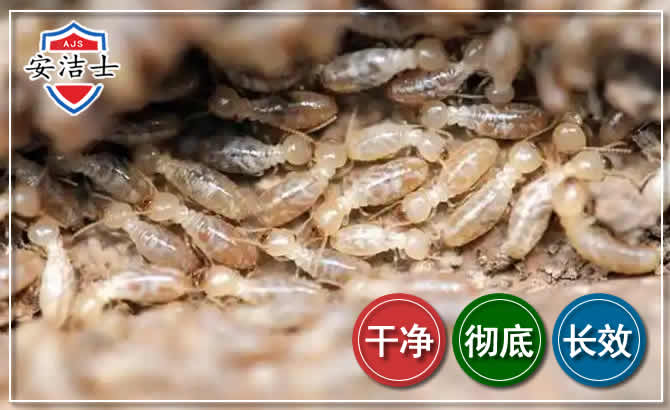 奉化区白蚁防治