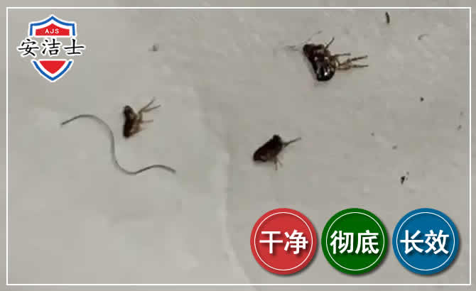 奉化区跳蚤防治-灭跳蚤
