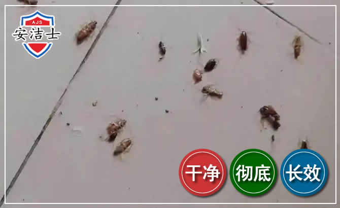 奉化区蟑螂防治-灭蟑螂
