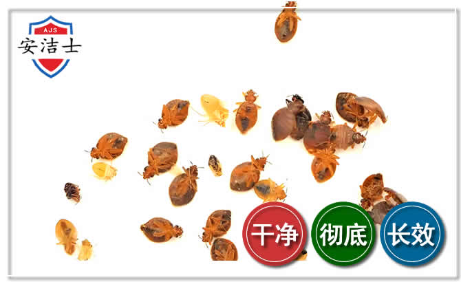 奉化区臭虫防治-消灭臭虫
